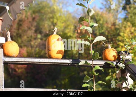 Citrouilles orange sur le marché agricole extérieur. Citrouilles en ligne sur un panneau en bois. Copiez l'espace pour votre texte Banque D'Images