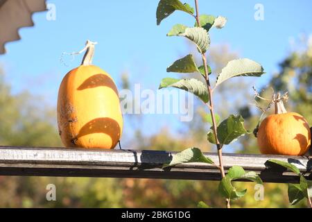 Citrouilles orange sur le marché agricole extérieur. Citrouilles en ligne sur un panneau en bois. Copiez l'espace pour votre texte Banque D'Images