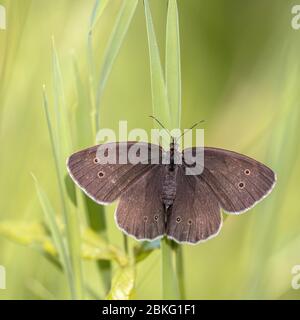 Ringlet papillon (Aphantopus hyperantus) reposant sur l'herbe avec un fond vert vif Banque D'Images