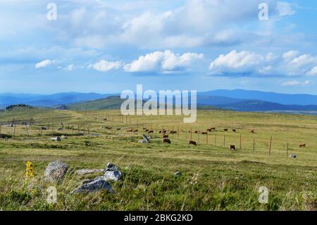 Magnifique vue sur le paysage de montagne au sommet, avec un troupeau de vaches. Chemin de Saint James Banque D'Images