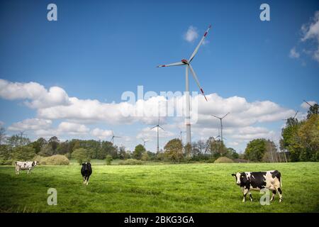 Osterholz Scharmbeck, Allemagne. 04 mai 2020. Les vaches sont en train de pâter devant les éoliennes. Crédit: Sina Schuldt/dpa/Alay Live News Banque D'Images