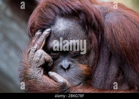 04 mai 2020, Rhénanie-du-Nord-Westphalie, Münster : une dame orangutan est assise dans son enclos dans le zoo tout temps. Le zoo tous temps ouvrira ses portes aux visiteurs le 5 mai 2020 pour la première fois depuis la propagation du coronavirus. Photo: Rolf Vennenbernd/dpa Banque D'Images