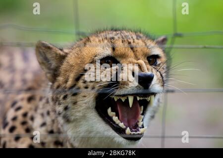 04 mai 2020, Rhénanie-du-Nord-Westphalie, Münster : une baissera de cheetah dans son enclos dans le zoo tout temps. Le zoo tous temps ouvrira ses portes aux visiteurs le 5 mai 2020 pour la première fois depuis la propagation du coronavirus. Photo: Rolf Vennenbernd/dpa Banque D'Images