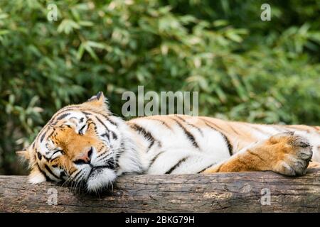 04 mai 2020, Rhénanie-du-Nord-Westphalie, Münster: Tiger Cat Fedor délise dans son enclos dans le zoo tout temps. Le zoo tous temps ouvrira ses portes aux visiteurs le 5 mai 2020 pour la première fois depuis la propagation du coronavirus. Photo: Rolf Vennenbernd/dpa Banque D'Images