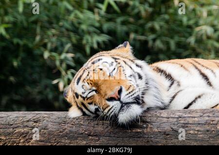 04 mai 2020, Rhénanie-du-Nord-Westphalie, Münster: Tiger Cat Fedor délise dans son enclos dans le zoo tout temps. Le zoo tous temps ouvrira ses portes aux visiteurs le 5 mai 2020 pour la première fois depuis la propagation du coronavirus. Photo: Rolf Vennenbernd/dpa Banque D'Images