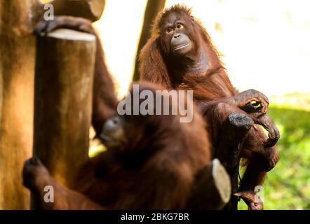 Bandung, Indonésie. 04 mai 2020. Les orangutans se trouvait dans la cage du zoo de Bandung, Java Ouest, Indonésie, 4 mai 2020. Sur la base des données de la Société indonésienne du zoo, en tenant compte de 92,11 pour cent du zoo ne peut durer que moins d'un mois pour répondre aux besoins de la pandémie de Covid-19. Pendant ce temps, la population totale du zoo atteint 70 mille queues, soit 4 912 espèces endémiques, parmi lesquelles le statut est phare. (Photo d'Agvi Firdaus/INA photo Agency/Sipa USA) crédit: SIPA USA/Alay Live News Banque D'Images