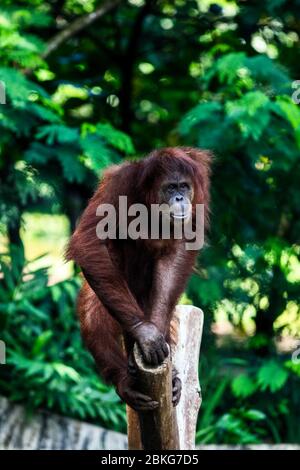Bandung, Indonésie. 04 mai 2020. Un Orangutan était dans la cage au zoo de Bandung, Java Ouest, Indonésie, 4 mai 2020. Sur la base des données de la Société indonésienne du zoo, en tenant compte de 92,11 pour cent du zoo ne peut durer que moins d'un mois pour répondre aux besoins de la pandémie de Covid-19. Pendant ce temps, la population totale du zoo atteint 70 mille queues, soit 4 912 espèces endémiques, parmi lesquelles le statut est phare. (Photo d'Agvi Firdaus/INA photo Agency/Sipa USA) crédit: SIPA USA/Alay Live News Banque D'Images