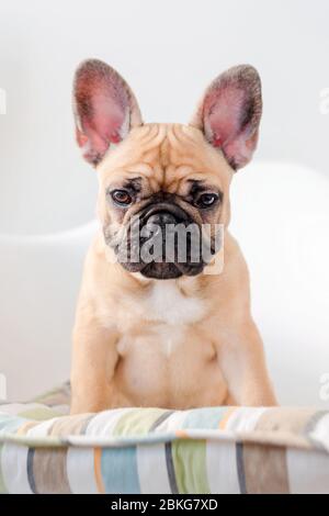 Le buldog français est assis sur une chaise qui regarde la caméra. Chien en attente de nourriture dans la cuisine Banque D'Images