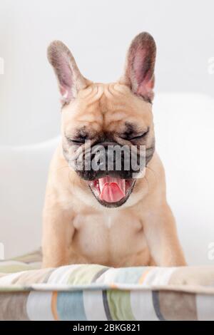 Le buldog français est assis sur une chaise et des licks regardant la caméra. Chien en attente de nourriture dans la cuisine Banque D'Images