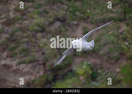 Un fulmar volant près des falaises à Cornwall, Royaume-Uni Banque D'Images