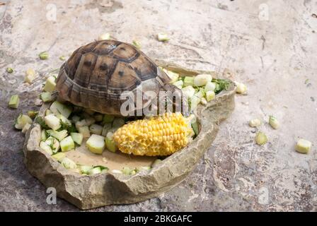 La tortue d'Asie centrale mange à elle seule des légumes sur une pierre. Banque D'Images