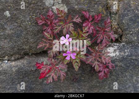 Floraison Herb-Robert (Gernaium robertianum) sur un mur de pierre du Peak District en mai, Angleterre Banque D'Images