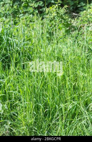De hautes herbes vertes et des mauvaises herbes luxuriantes le long d'une route de campagne endormie. Vert, herbe longue, texture herbe longue. La métaphore a été lancée dans la longue herbe. Banque D'Images