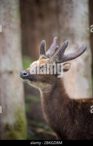 Gros plan sur de magnifiques cerfs de Formosan sika avec des bois isolés en plein air au West Midland Safari Park, Royaume-Uni. Banque D'Images