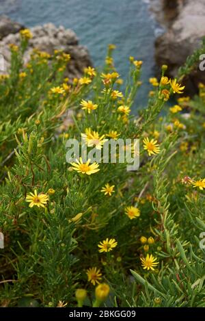 Limbarda crithmoides fleurs jaunes Banque D'Images