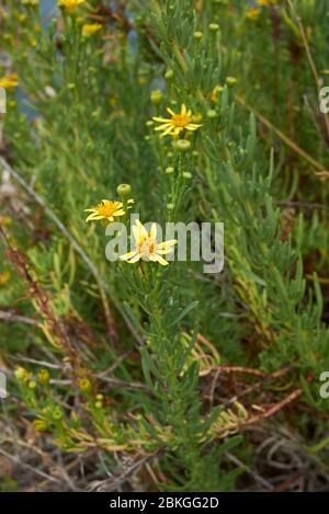 Limbarda crithmoides fleurs jaunes Banque D'Images