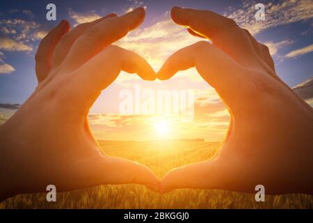 Mains en forme de coeur contre le coucher du soleil ou le lever du soleil sur le champ avec du seigle ou du blé jeune en été avec un fond de ciel nuageux. Paysage Banque D'Images