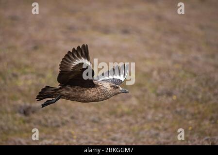 Super skua, Shetland, Royaume-Uni Banque D'Images