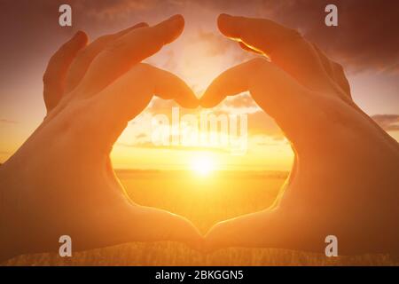 Mains en forme de coeur contre le coucher du soleil ou le lever du soleil sur le champ avec du seigle ou du blé jeune en été avec un fond de ciel nuageux. Paysage Banque D'Images