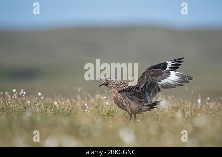 Super skua, Shetland, Royaume-Uni Banque D'Images