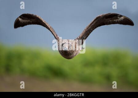 Super skua, Shetland, Royaume-Uni Banque D'Images