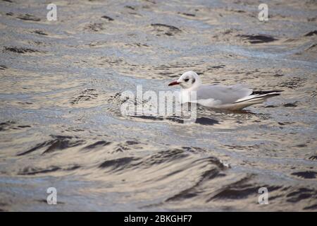 Mouette à tête noire qui longe la rivière Gannel à Newquay, en Cornouailles, au Royaume-Uni Banque D'Images