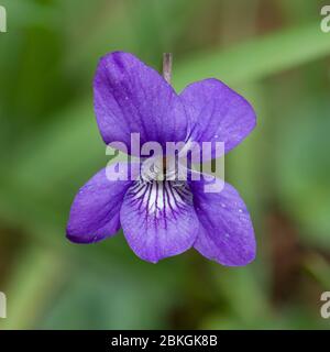 Fleur de Violet de chien commun (Viola riviniana), Parc national du Peak District, Angleterre Banque D'Images