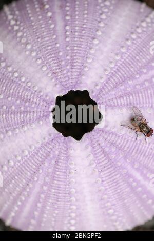 Détail des mouches sur les coques de couleur violette sur fond noir. Gros plan de la désambiguïtés sur la plage. Moucha na puple oursin. Mer séchée u Banque D'Images