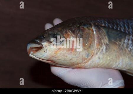 Palets frais et catchés Banque D'Images