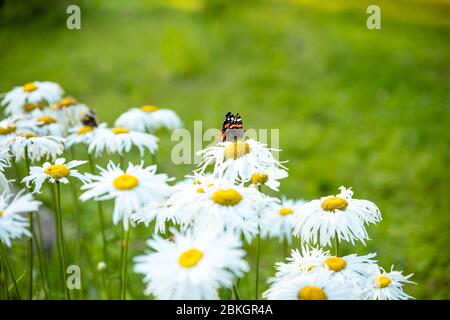 Papillon sur une fleur. Marguerite en fleurs.Monarch coloré papillon assis sur des fleurs de camomille. Papillon, camomille pâisies dans le champ de printemps d'été Banque D'Images