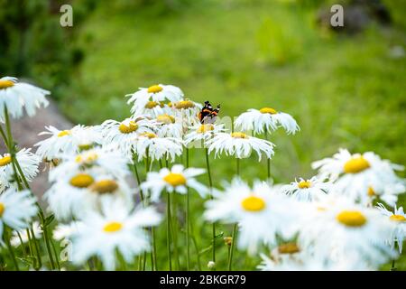 Papillon sur une fleur. Marguerite en fleurs.Monarch coloré papillon assis sur des fleurs de camomille. Papillon, camomille pâisies dans le champ de printemps d'été Banque D'Images