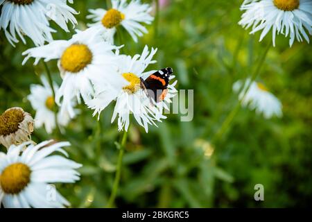 Papillon sur une fleur. Marguerite en fleurs.Monarch coloré papillon assis sur des fleurs de camomille. Papillon, camomille pâisies dans le champ de printemps d'été Banque D'Images