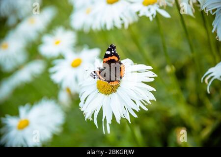 Papillon sur une fleur. Marguerite en fleurs.Monarch coloré papillon assis sur des fleurs de camomille. Papillon, camomille pâisies dans le champ de printemps d'été Banque D'Images