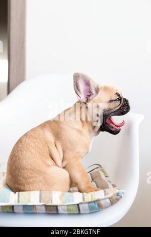 Le buldog français est installé sur une chaise et des licks. Chien en attente de nourriture dans la cuisine Banque D'Images