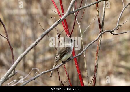 Phoebe de l'est sur branche en forêt Banque D'Images