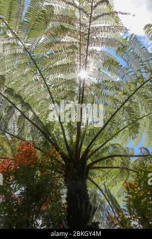 Le soleil de midi brille à travers la couronne de l'arbre tropical Cyathea Arborea. Les rayons du soleil passent par les branches de la cime de la cime de l'ouest de l'Inde, vernaculaire S. Banque D'Images