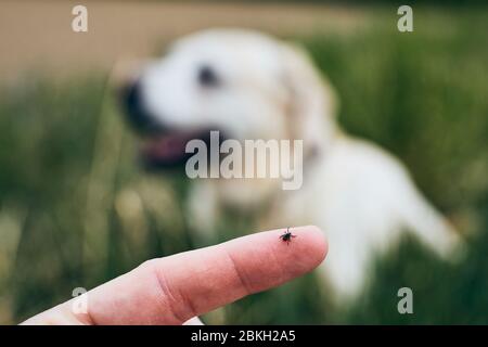 Vue rapprochée de la tique sur le doigt humain contre le chien allongé dans l'herbe. Banque D'Images