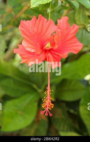 Gros plan Red Shoe Flower orienté latéralement dans le jardin. Hibiscus rosa-sinensis avec les feuilles. Belle fleur d'hibiscus chinois, rose de Chine, hawaïen Banque D'Images