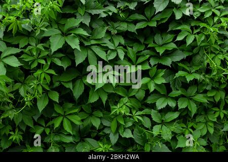 Texture de la paroi verte Ivy avec des feuilles Banque D'Images