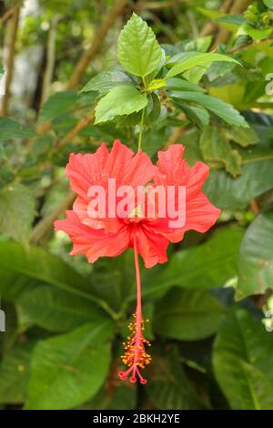 Gros plan Red Shoe Flower orienté latéralement dans le jardin. Hibiscus rosa-sinensis avec les feuilles. Belle fleur d'hibiscus chinois, rose de Chine, hawaïen Banque D'Images