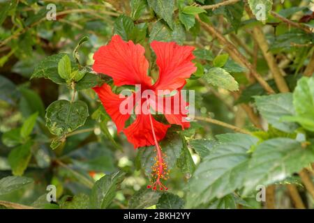 Gros plan Red Shoe Flower orienté latéralement dans le jardin. Hibiscus rosa-sinensis avec les feuilles. Belle fleur d'hibiscus chinois, rose de Chine, hawaïen Banque D'Images