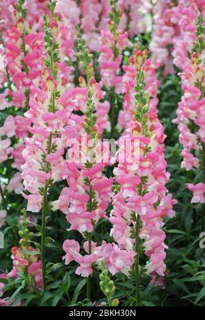 Dragon à pression coloré (Antirrhinum majus) fleurit dans le jardin avec un foyer sélectionné, fleurs coupées Banque D'Images