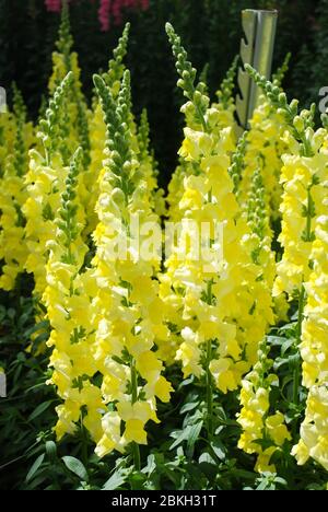 Dragon à pression coloré (Antirrhinum majus) fleurit dans le jardin avec un foyer sélectionné, fleurs coupées Banque D'Images