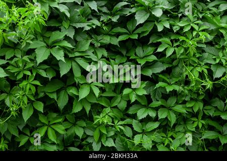 Texture de la paroi verte Ivy avec des feuilles Banque D'Images