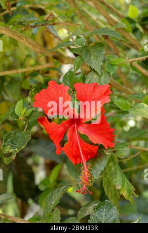 Gros plan Red Shoe Flower orienté latéralement dans le jardin. Hibiscus rosa-sinensis avec les feuilles. Belle fleur d'hibiscus chinois, rose de Chine, hawaïen Banque D'Images