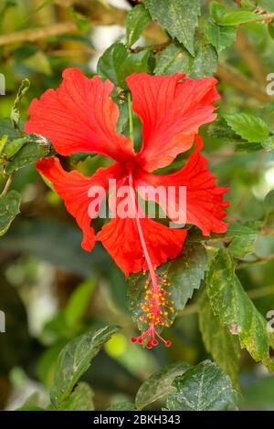 Gros plan Red Shoe Flower orienté latéralement dans le jardin. Hibiscus rosa-sinensis avec les feuilles. Belle fleur d'hibiscus chinois, rose de Chine, hawaïen Banque D'Images