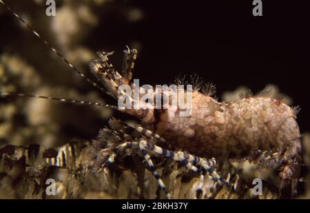 Crevettes marbrées communes, Saron marmoratus Banque D'Images