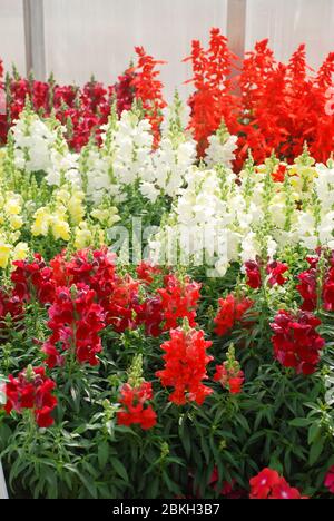 Dragon à pression coloré (Antirrhinum majus) fleurit dans le jardin avec un foyer sélectionné, fleurs coupées Banque D'Images