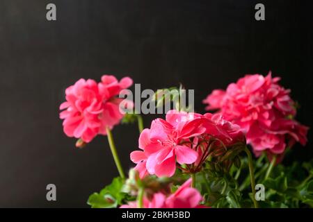 Géranium rose, sur fond sombre. Balcon fleuri. Copie de la saponce. Banque D'Images
