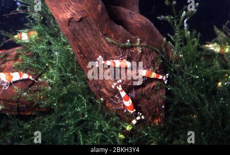 Crevettes rouges en cristal, Caridina sp. Cf. Cantonensis Banque D'Images